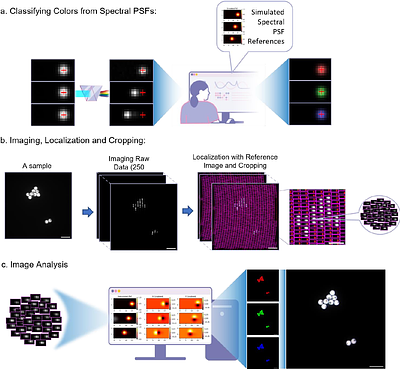A Spectral Image Scanning Microscope for Multi-Color High-Resolution Imaging