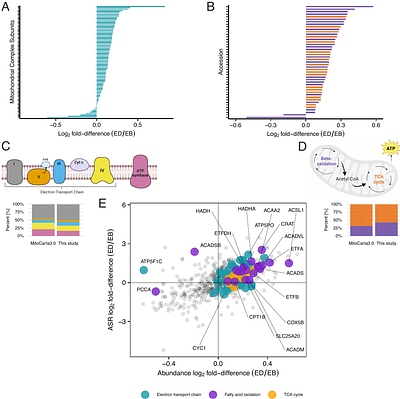 Skeletal muscle proteomic responses to energy deficit with concomitant aerobic exercise in humans