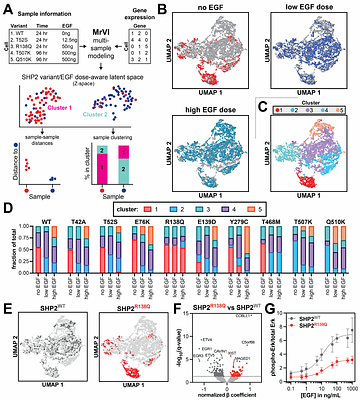 Multiplexed single-cell transcriptomics reveals diverse phenotypic outcomes for pathogenic SHP2 variants