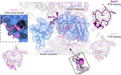 The LexA-RecA* structure reveals a lock-and-key mechanism for SOS activation