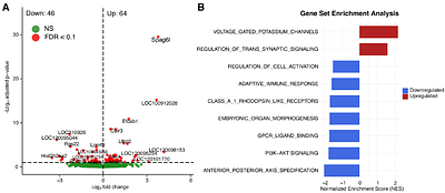 Perinatal Fentanyl Exposure Drives Enduring Addiction Risk and Central Amygdala Gene Dysregulation