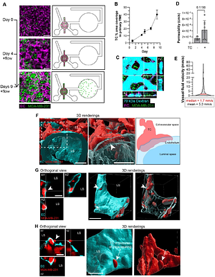 IntravChip: a vascularized and perfused microfluidic model of the primary tumor microenvironment to collect intravasated tumor cells