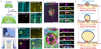 Saddle Curvature Association of nsP1 Facilitates the Replication Complex Assembly of Chikungunya Virus in Cells
