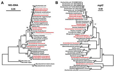 Genomic and biochemical contexts determine the physiological role of a horizontally acquired gene
