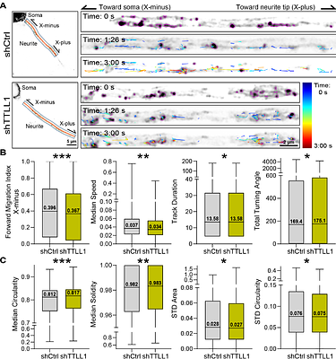 Tubulin polyglutamylation modulates Golgi morphodynamics and neurite branching during neuronal morphogenesis