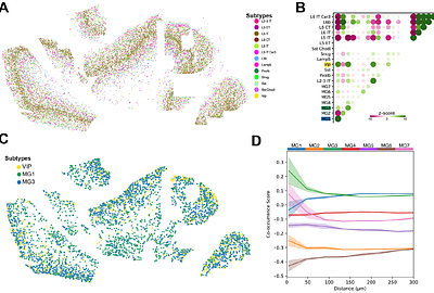 High-Resolution Spatial Profiling of Microglia Reveals Proximity Associated Immunometabolic Reprogramming in Alzheimers Disease