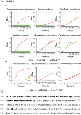 Undermining the cry for help: The phytopathogenic fungus Verticillium dahliae secretes an antimicrobial effector protein to undermine host recruitment of antagonistic Pseudomonas bacteria
