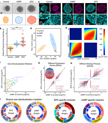 Hormonal stimulation induces broader decidualization responses than cAMP alone in 3D human endometrial organoids