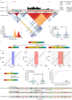The mutational dynamics of the Arabidopsis centromeres