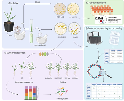 TriMic: a Triticum aestivum microbial culture collection and synthetic community for dissecting wheat-microbe interactions