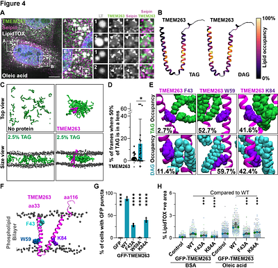 The growth-promoting protein TMEM263 is an ER resident that controls early stages of lipid droplet biogenesis