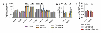 Phosphatase activity is dispensable for PRL-3-mediated oncogenesis and tumor progression