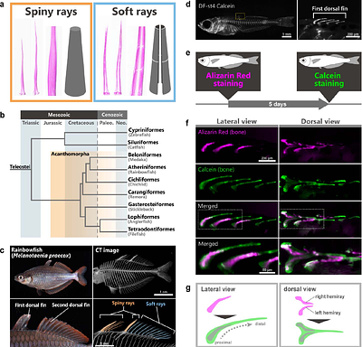 Actinotrichia-independent developmental mechanisms of spiny rays facilitate the morphological diversification of Acanthomorpha fish fins