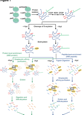 Global analysis of membrane protein S-acylation in the model plant Arabidopsis thaliana