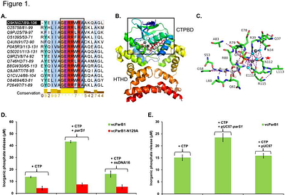 Combining in-line chromatography coupled SAXS and AIpredicted structures to dissect the mechanism of ParB1parS1 partition assembly formation