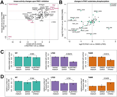 PAK1 activation drives divergent resistance mechanisms to aromatase inhibition and Tamoxifen in a luminal A breast cancer model
