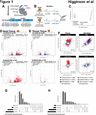 Tissue-specific consequences of impaired RNA surveillance converge on mitochondrial homeostasis