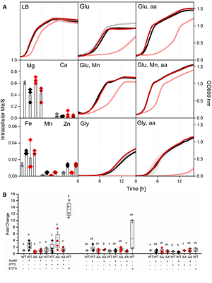 An engineered biofactory for efficient production of diverse recombinant superoxide dismutase isozymes loaded with specific metal ions for biochemical characterisation