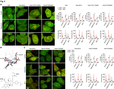 Activation of pro-survival autophagy by a small molecule promoting p62 oligomerisation