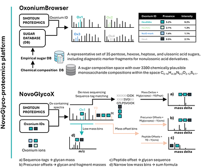 NovoGlyco: mapping protein glycosylation in prokaryotes