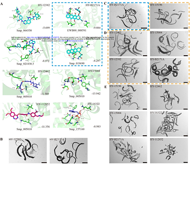 Highly accurate protein structure prediction-based virtual docking pipeline accelerating the identification of anti-schistosomal compounds