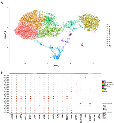 Comparative transcriptomics of iPSC-derived cardiomyocytes in a high and a low altitude population
