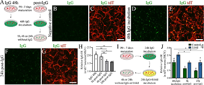 Immunoglobulins are rapidly internalized by neurons after CNS injury and cleared through lysosomal degradation
