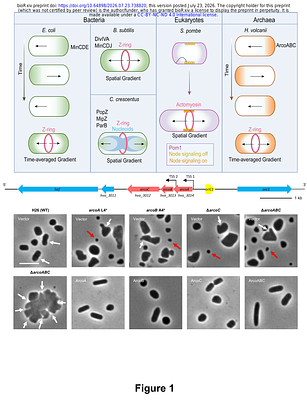 A self-organized geometry sensing oscillator spatially regulates cell division in archaea