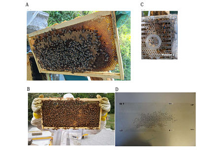 Genetic Variation in Honey Bee queen Reproductive Performance: Implications for Colony Growth and Sustainability
