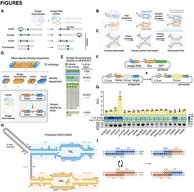 Megabase-scale human genome rearrangement with programmable bridge recombinases