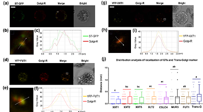 Independent Trafficking and Diverse Stability of XyG-Synthesizing Glycosyltransferases in Distinct Golgi cisternae