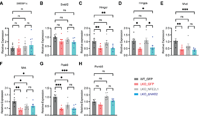 Cholesterol-Responsive Interaction of NFE2L1-INSIG1 Controls VLDL Secretion and MASH Pathogenesis
