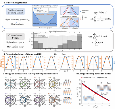 Bimodal Coupling Optimization in Biological Rhythms: Balancing Energy Efficiency and Functional Demand