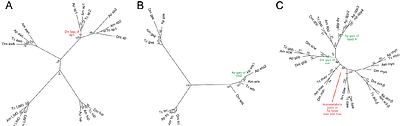 Analysis of duplication and possible sub-functionalization of wing gene network components in pea aphids