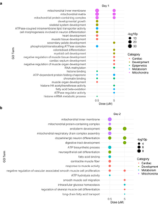 Human-Relevant Lead Exposure During Differentiation Alters the Transcriptomic Profile of Human Induced Pluripotent Stem Cell-Derived Cardiomyocytes