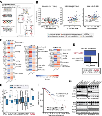 Integrative CRISPR Screens and RNA-Omics Discover an Essential Role for PUF60-3' Splice Site Interactions in Cancer Progression