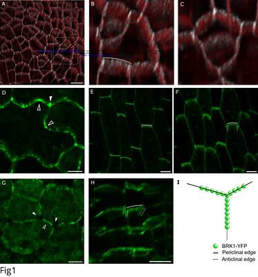 The Arabidopsis WAVE/SCAR Protein BRICK1 Associates with Cell Edges and Plasmodesmata