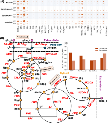 ChatGEM: An Agentic Architecture Enabling Interactive Simulation of Genome-Scale Metabolic Models
