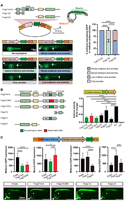 The Insertion of an ATTTC Repeat in an Alu Element Hyperactivates a Primate-Specific Neurodevelopmental Enhancer in Spinocerebellar Ataxia Type 37