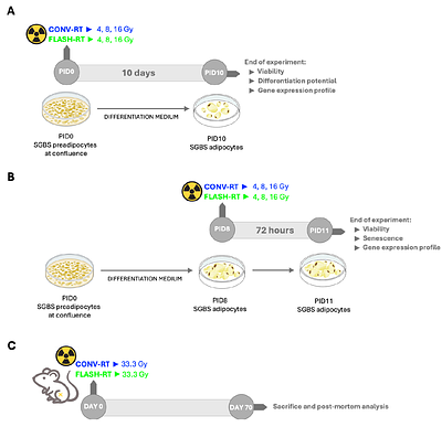 Differential impact of FLASH and conventional radiotherapy on a pivotal metabolic organ: White Adipose Tissue