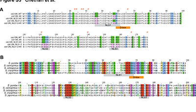 A distinct phase of cyclin B (Cdc13) nuclear export at mitotic entry in S. pombe