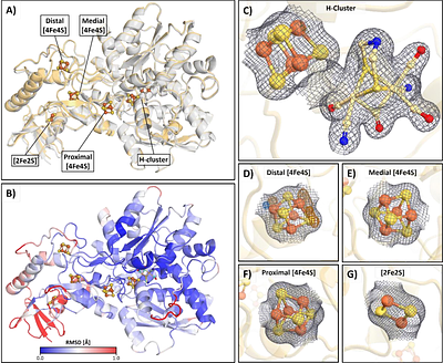 Anaerobic time-resolved serial crystallography captures CO dissociation and rebinding in oxygen-sensitive -hydrogenase