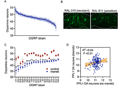Genetic basis of maneb-induced dopaminergic neurodegeneration in Drosophila
