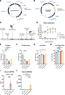 AAV-mediated delivery of leptin but not adiponectin improves metabolic health in a mouse model of congenital generalised lipodystrophy
