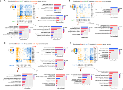 Gene regulatory network transitions reveal the central transcription factors in lung adenocarcinoma progression