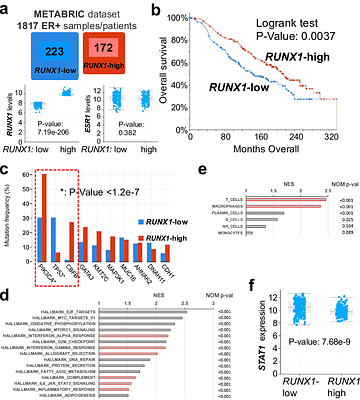 RUNX1-deficiency drives immune-active ER+ mammary tumorigenesis through activation of interferon signaling