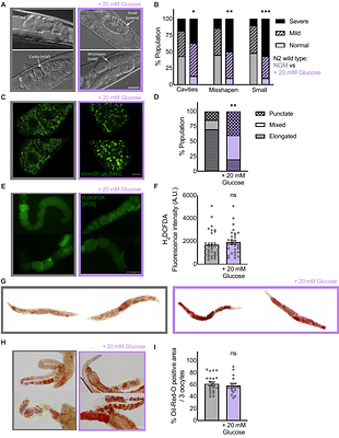 Glucose enrichment accelerates C. elegans reproductive aging via non-autonomous DAF-2/insulin-like receptor signaling in somatic tissues