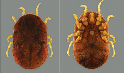 Seasonal changes in the population structure of Australpavlovskyella gurneyi, the kangaroo soft tick, associated with seasonal changes in the wallowing behaviour of the Osphranter rufus, the red kangaroo, and the weather