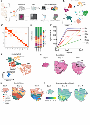 Longitudinal in vivo human wound healing model defines key role for smooth muscle cells in ECM remodeling