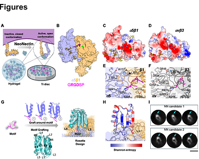 De Novo Design of Integrin α5β1 Modulating Proteins for Regenerative Medicine